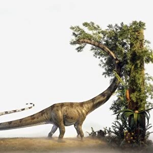 Model of Barosaurus using long neck to eat leaves on top of tall tree