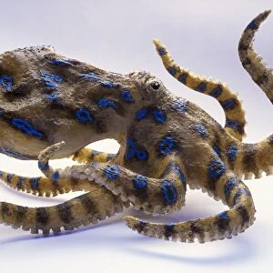 Model of Blue-ringed Octopus, large body with two eyes, eight limbs floating to sides and behind, side view