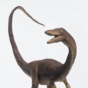 Model of Coelophysis, head turned over its back, tail raised