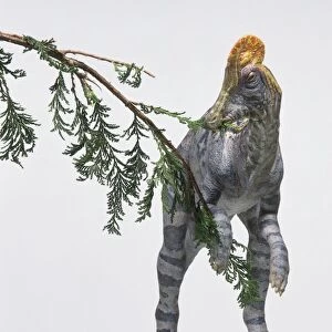 Model of Corythosaurus dinosaur eating leaves from tree, front view