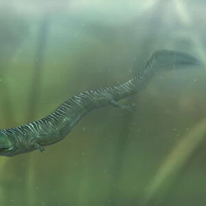 Model of extinct Crassigyrinus swimming underwater