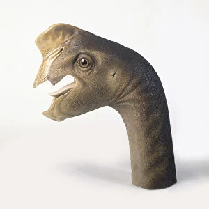 Model of head of Oviraptor dinosaur, showing open mouth, side view