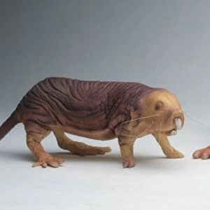 Model of two Naked mole rats (Heterocephalus glaber), queen and worker