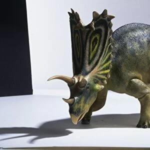 Model of Pentaceratops dinosaur