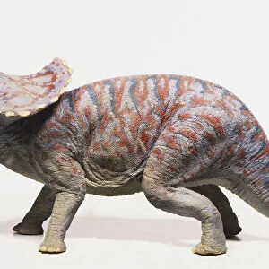 Model of a Scolosaurus
