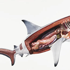 Model of Spinner Shark (Carcharhinus brevipinna) with view of inner organs