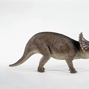 Model of a Triceratops dinosaur, side view