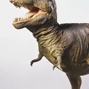 Model of a Tyrannosaurus Rex, head and shoulders, side view
