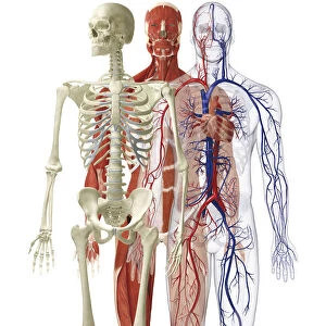 Models of human skeletal, muscular and cardiovascular systems