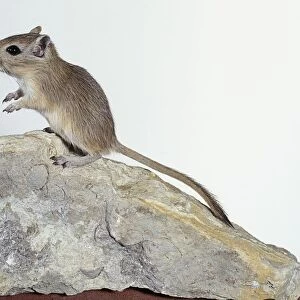Mongolian gerbil (Meriones unguiculatus) standing on a rock, side view