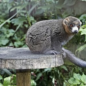 Mongoose lemur (Eulemur mongoz) perching on wooden disc