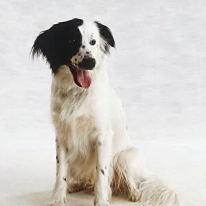 Mongrel dog (Canis familiaris), white with a black patch over one eye, sitting, front view