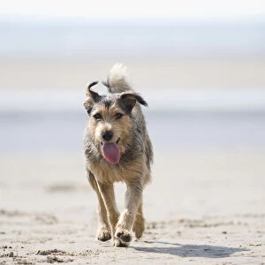 Mongrel dog with tongue sticking out walking along beach, front view