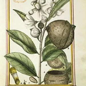 Monkey pot Nut (lecythis minor), watercolour by Delahaye, 1789