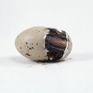Moorhen chick emerging out of egg shell