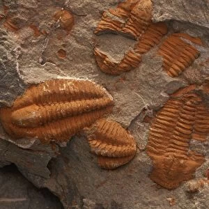 Morocco, Er Rachidia Province, Oued Ziz, Ziz Valley, Tafilalt Region, Erfoud, Middle Cambrian fossil Ellipsocephalus Hoffi