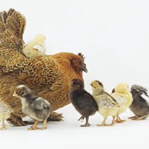 Mother hen (Gallus gallus) with six yellow and black chicks walking by her side and another chick sitting on her back, side view