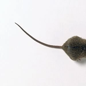 A mouse, view from above
