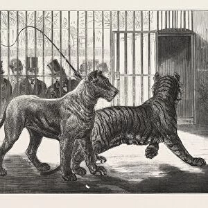 Moving the Carnivora, Lions, to the New Houses at the Zoological Gardens, London