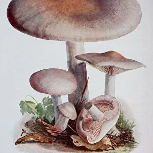 Murril, tricholoma bicolor, digital reproduction of an ilustration of Emil Doerstling (1859-1940)