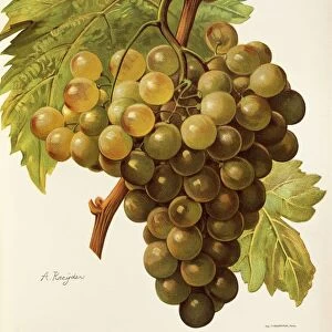 Muscat Pearson grape, illustration by A. Kreyder