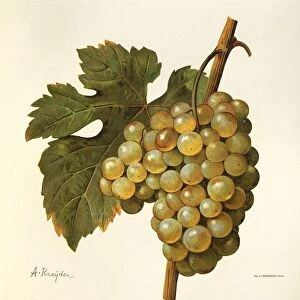 Muscat de Saumur grape, illustration by A Kreyder