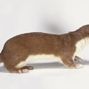 Mustela nivalis (Weasel, least weasel). Family Mustelidae