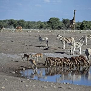 Namibia, Etosha National Park, animals drinking at Chudob watering hole, springboks, zebras, and a giraffe in the background
