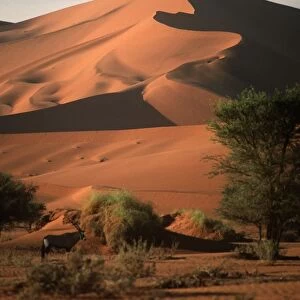 Namibia, Namib Naukluft Park, Sossusvlei, vegetation at the foot of the sand dunes in the desert