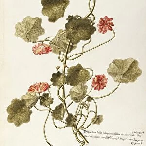 Nasturtium or Indian Cress (Tropaeolum majus), Tropaeolaceae, herbaceous annual plant for flower beds native to Peru, watercolor, 1765