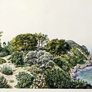 Natural Environments, Maquis shrubland, illustration