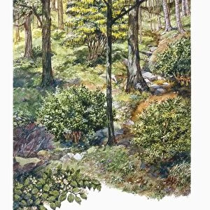 Natural Environments, Temperate deciduous forest, illustration