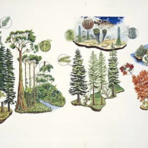 Natural Environments, temperate rainforest, tropical rainforest, mountain brush and maquis Mediterranean macchia, Illustration