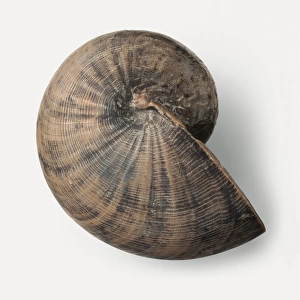 Nautiloids - Cernoceras: A fossilised Cenoceras simillium (Foord and Crick) shell, a nautilus that lived in seas 50 - 100 metres deep