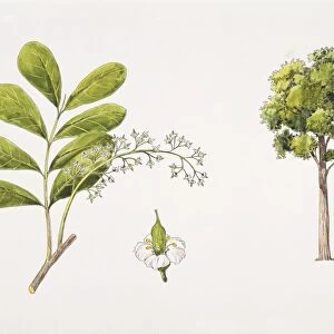 Neotina isoneura plant with flower, leaf, illustration