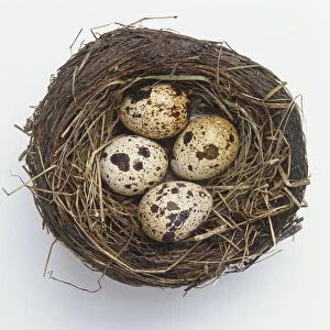 Nest containing four speckled bird eggs, view from above
