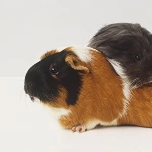 Two nestling Guinea Pigs (Cavia porcellus), one resting its head over the others back, side view