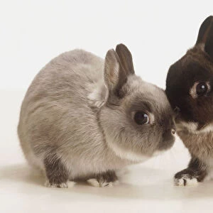 Two Netherlands Dwarf Rabbits (Oryctolagus Cuniculus) rubbing noses, side view