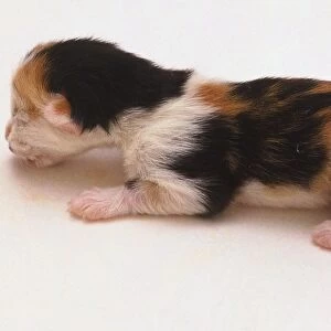 New-born kitten, eyes and ears closed