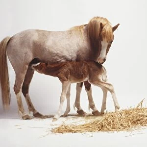 Newborn foal feeding from mother, side view