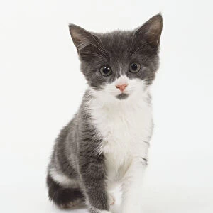 A non-pedigree blue-and-white kitten, front view