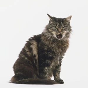 Non-pedigree grey and brown tabby cat growling