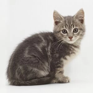 Non-pedigree grey tabby kitten, looking at camera