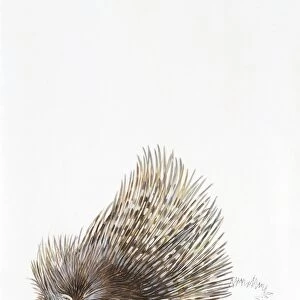 North African crested porcupine (Hystrix cristata), illustration