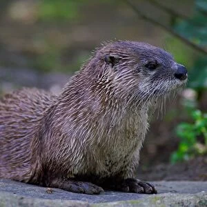 Norther River Otter. Lutra Canadensis. Zoo of Prague