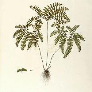 Northern Maidenhair Fern (Adiantum pedatum), Polypodiaceae by Angela Rossi Bottione, watercolor, 1812-1837