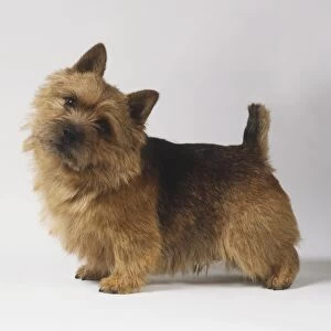 Norwich terrier on all fours with head tilted