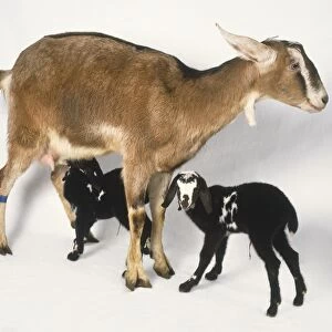 Nubian Goat (Capra hircus) and two kids showing black and white coat colour, side view