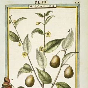 Nutmeg (Myristica fragrans or officinalis), watercolour by Delahaye, 1789
