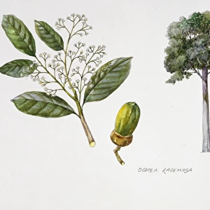 Ocotea racemosa, flower, foliage, acorn, illustration